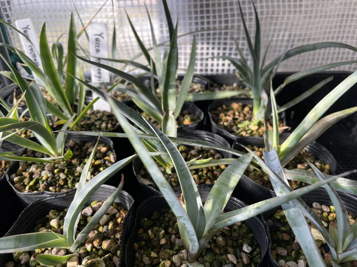 Yucca torreyi (ユッカ トレイー)