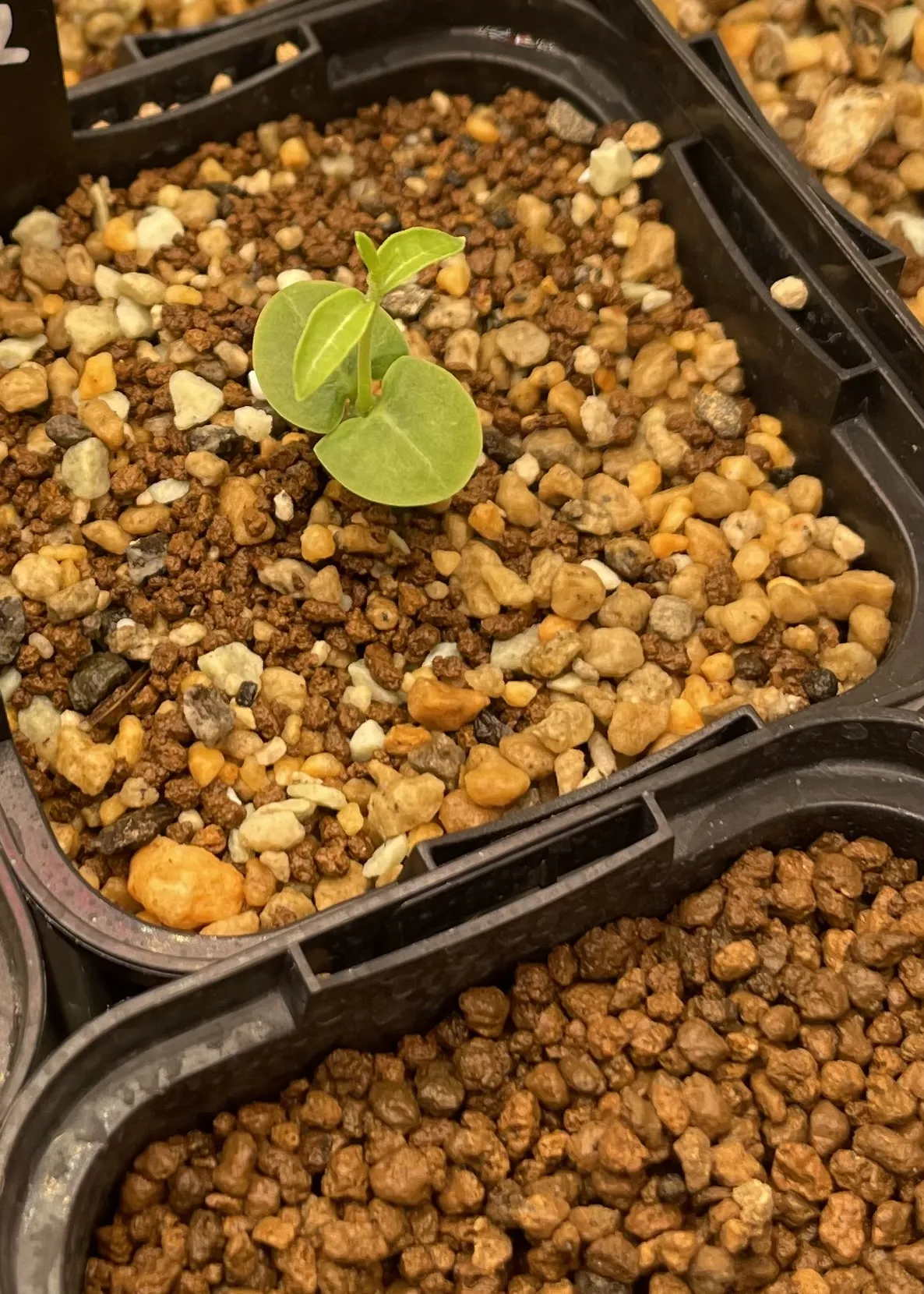 Fockea edulis (フォッケア 火星人)