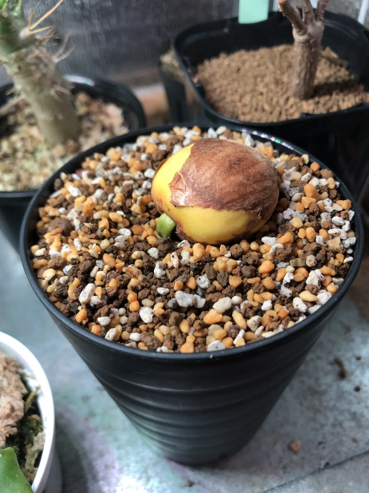 Cycas siamensis (サイカス サイアメンシス)