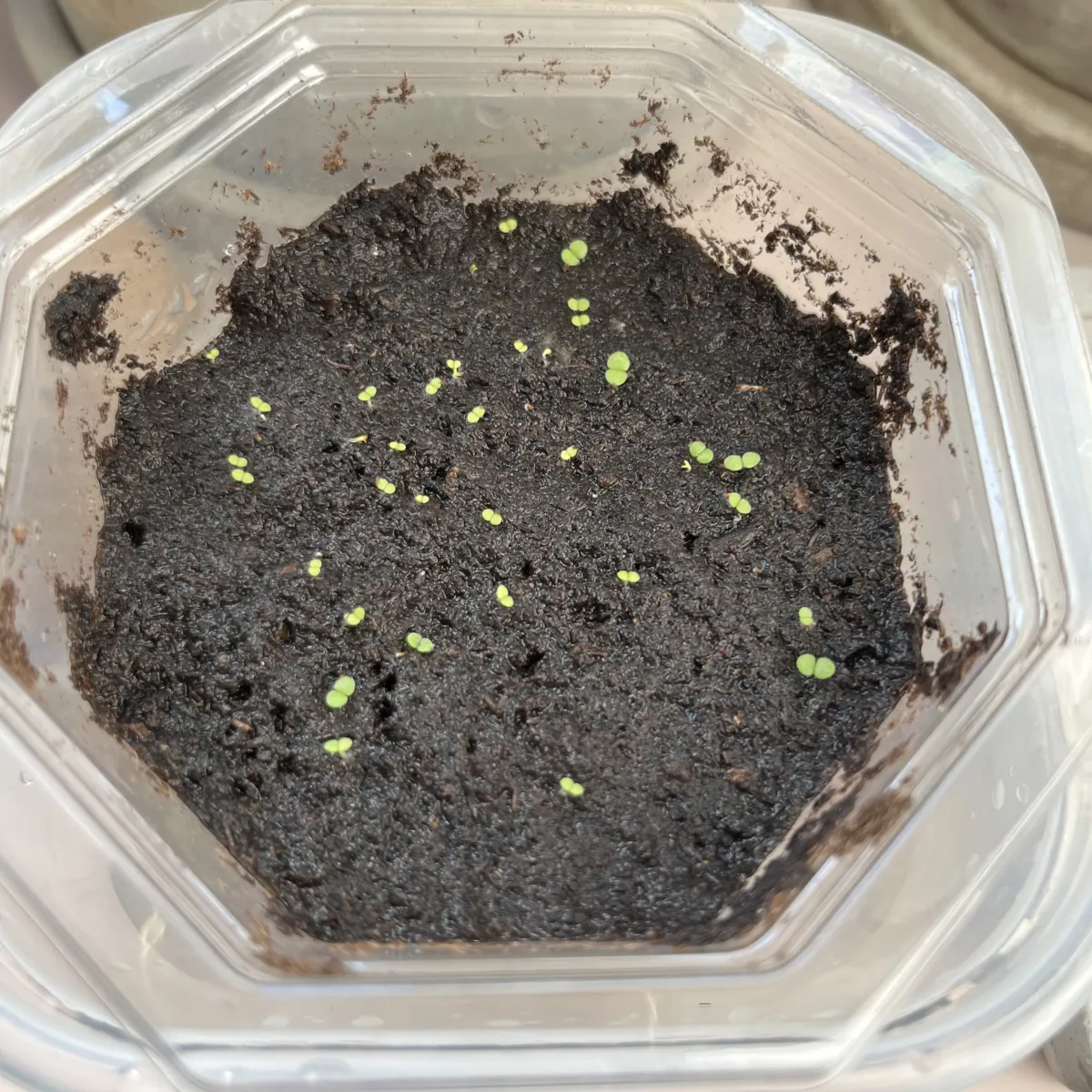 Echeveria cante White Cloud Echeveria (エケベリア カンテ)