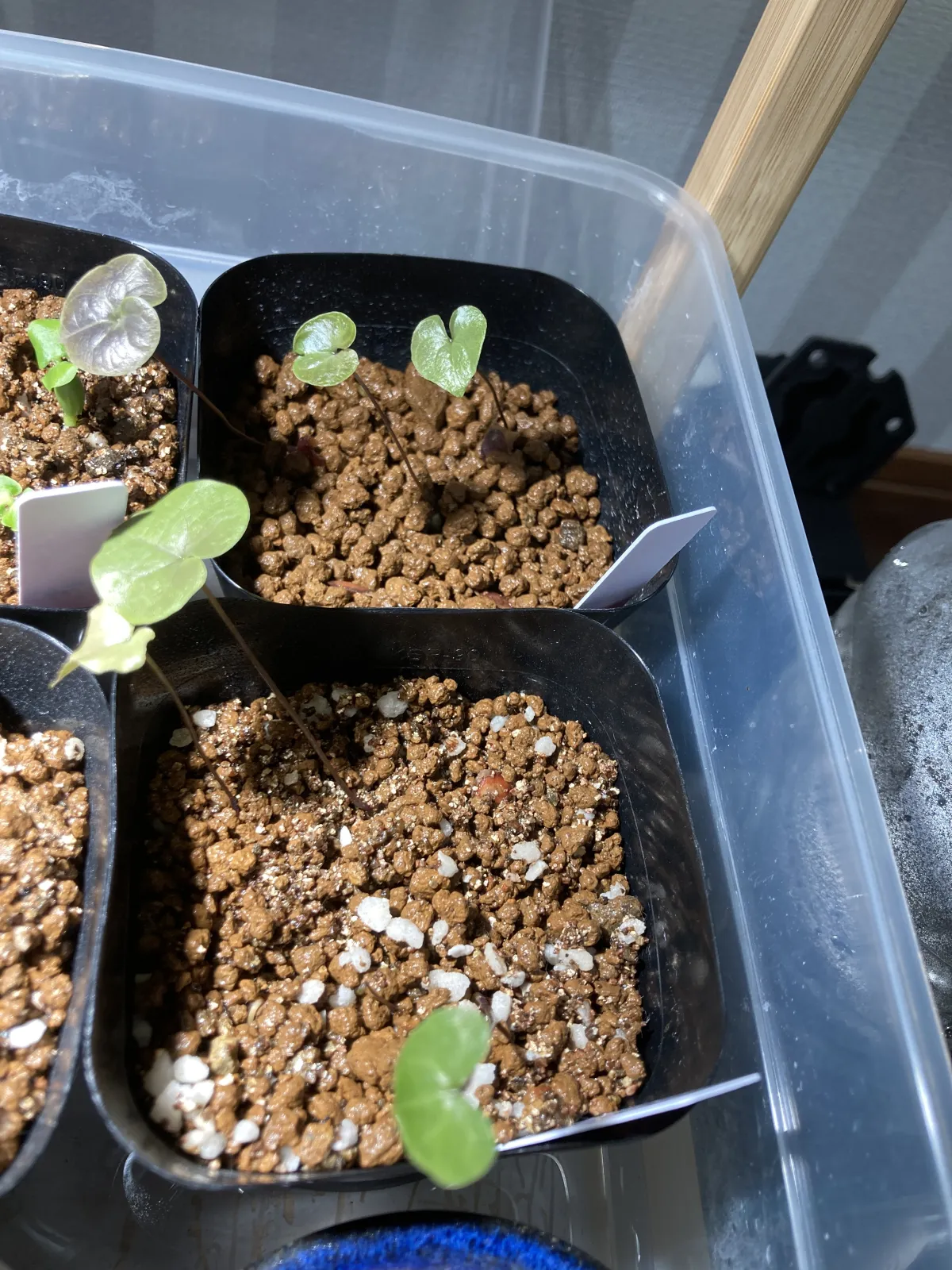 Dioscorea elephantipes (ディオスコレア エレファンティペス アフリカ亀甲竜)