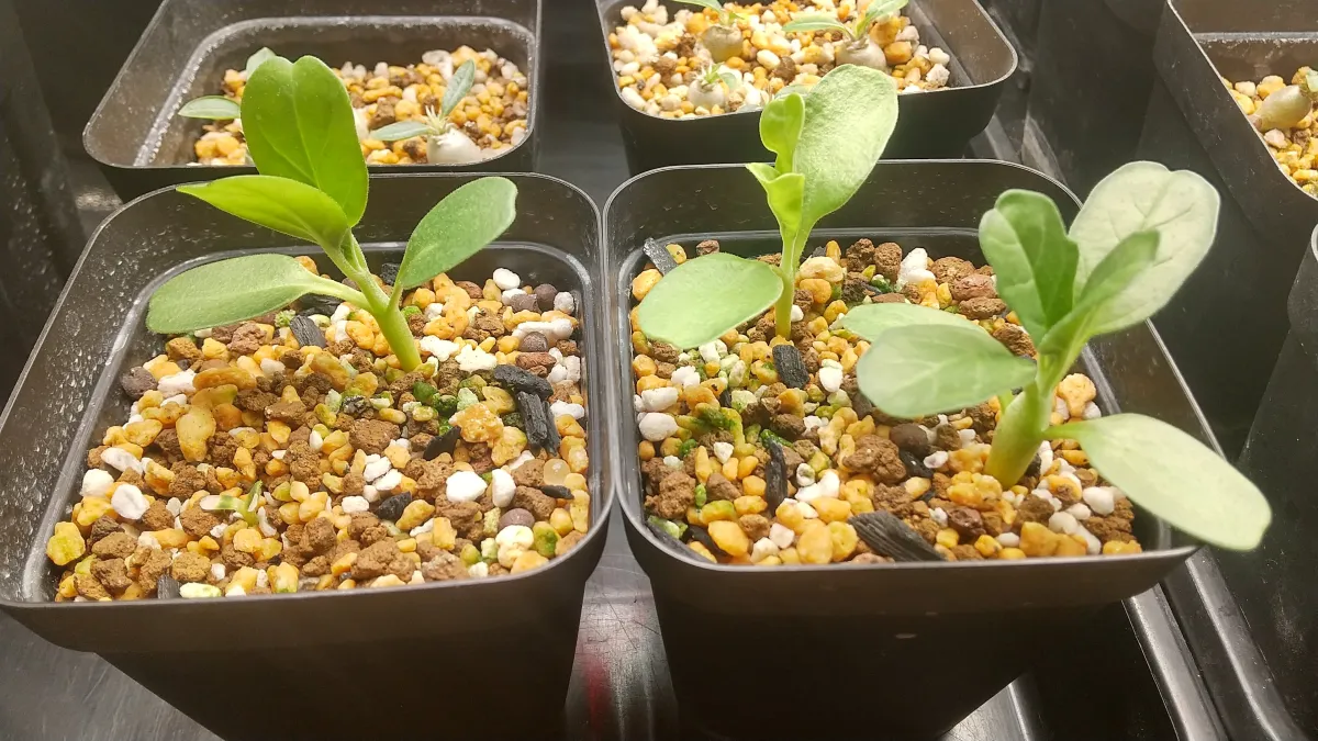 Pterodiscus makatiniensis (プテロディスクス マカチニエンシス)