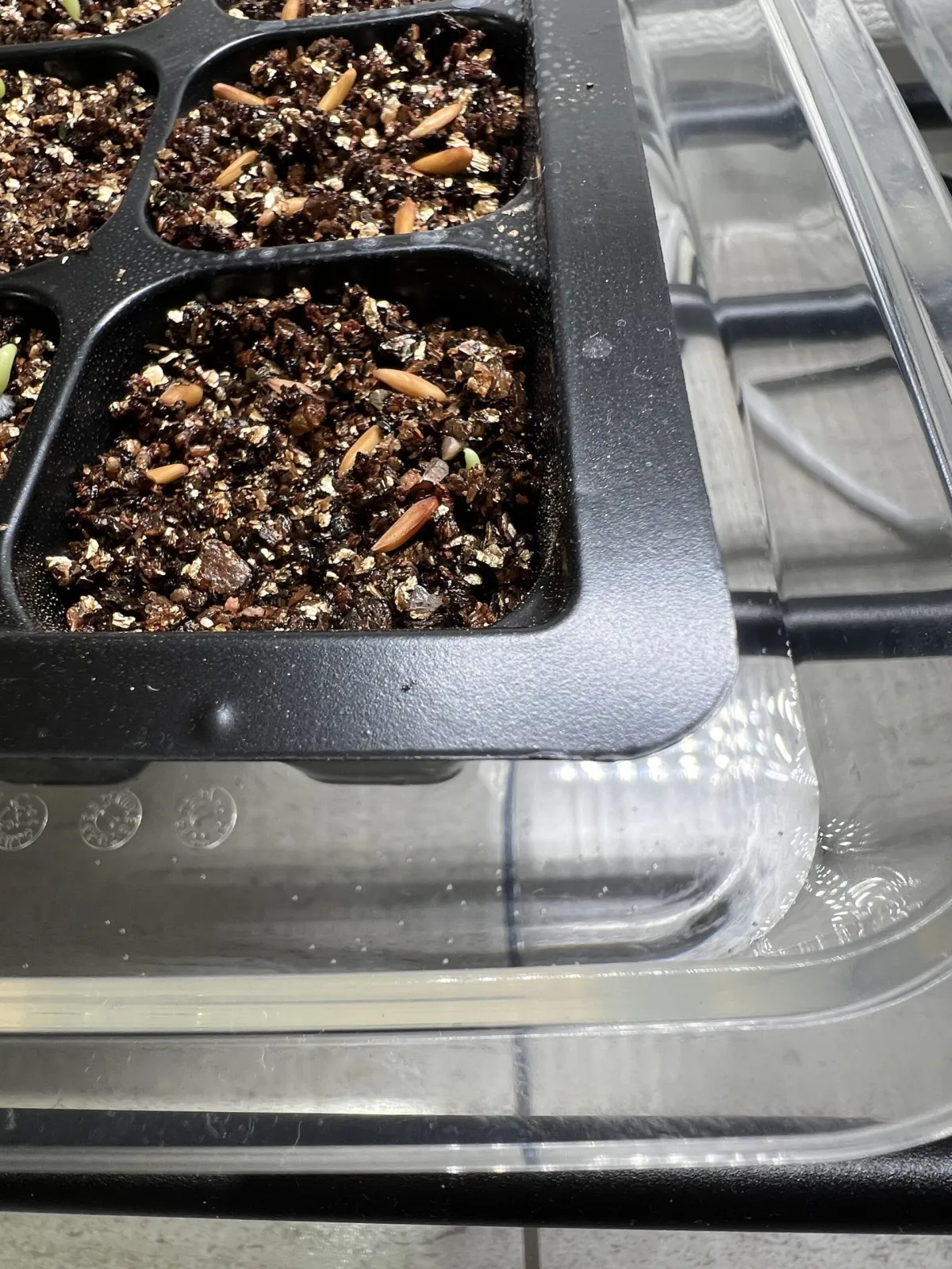 Pachypodium rosulatum ssp. cactipes (パキポディウム カクチペス)