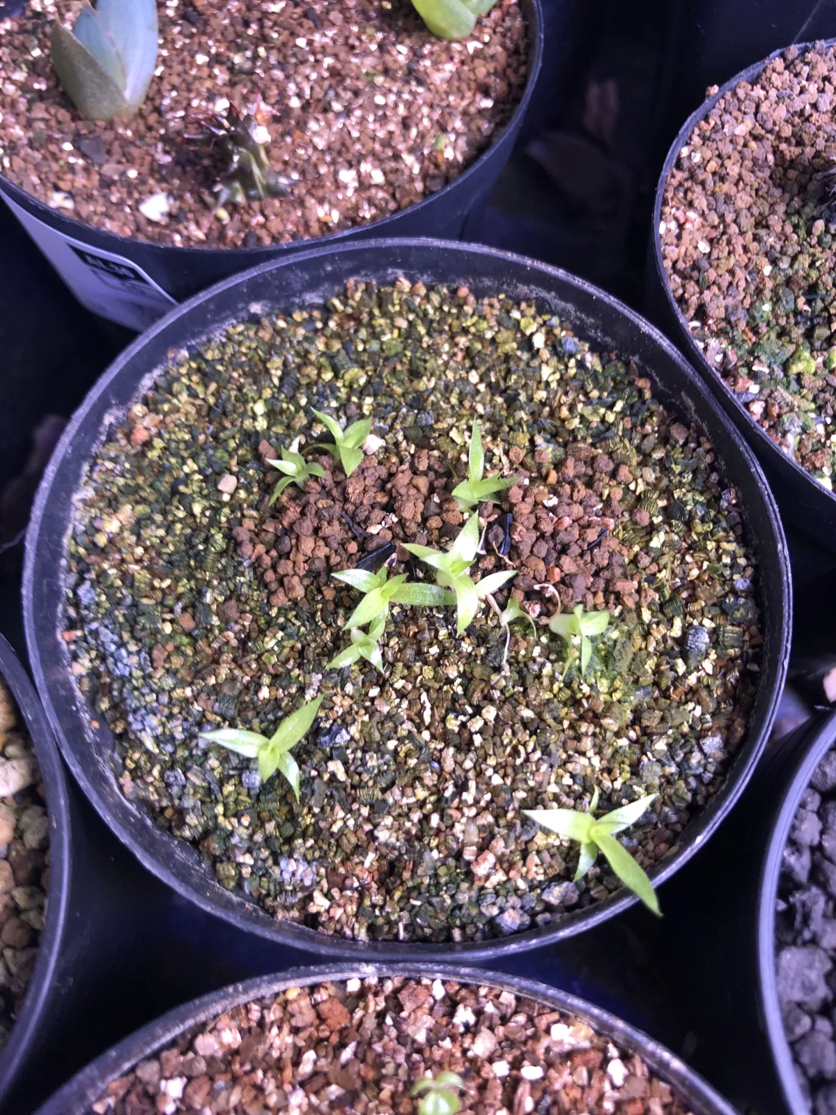 Puya meziana (プヤ メジアナ)