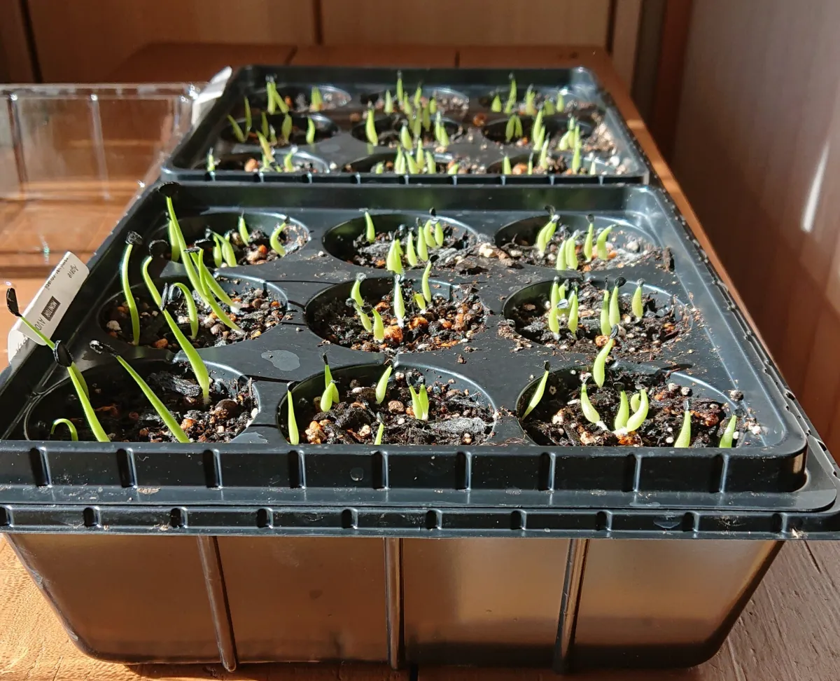 Agave titanota 'Blue' (アガベ チタノタブルー)