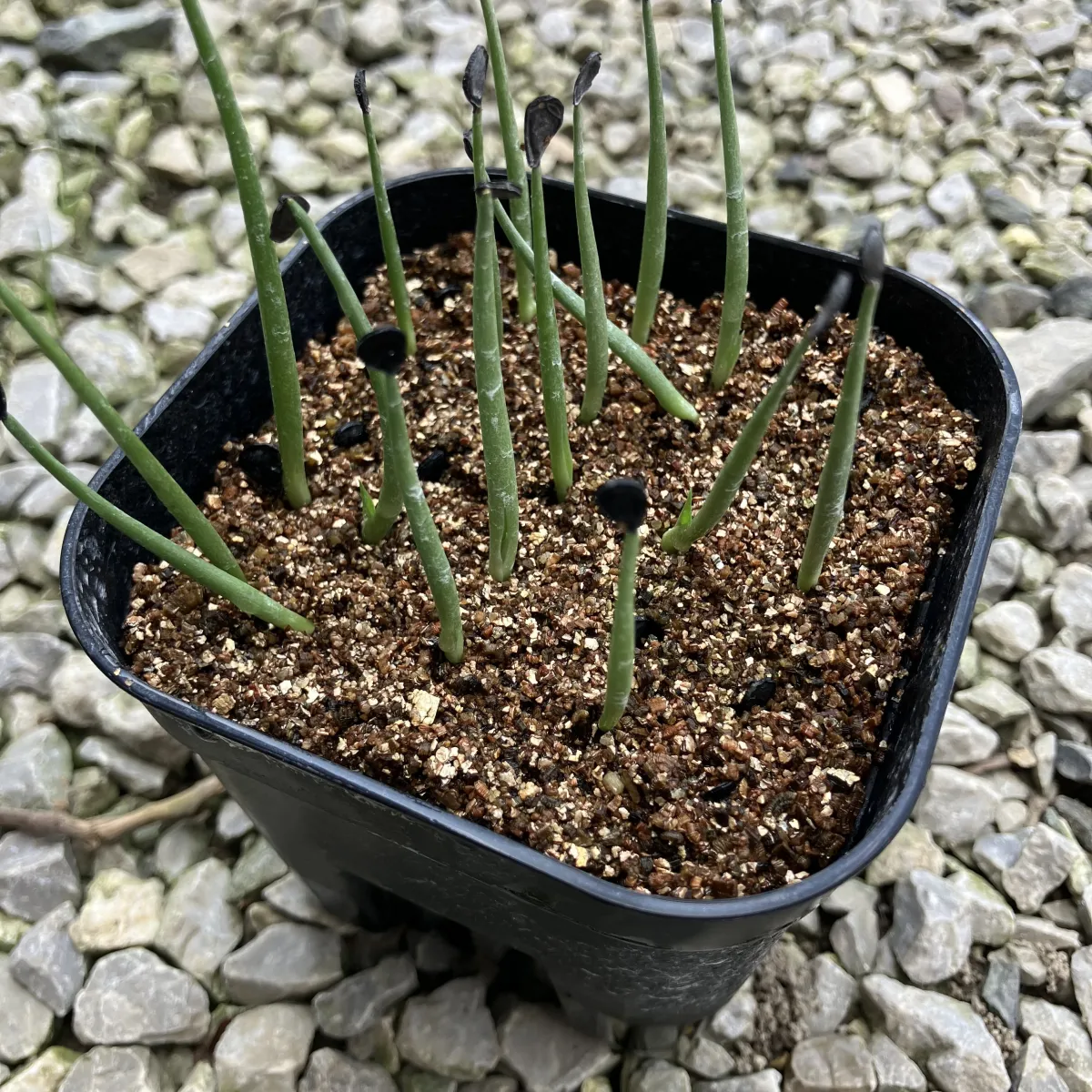 Agave palmeri (アガベ パルメリー)