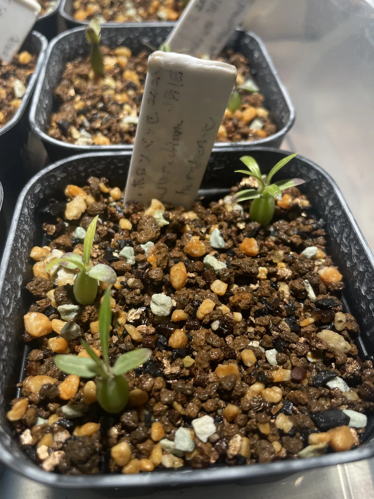 Pachypodium horombense (パキポディウム ホロンベンセ)