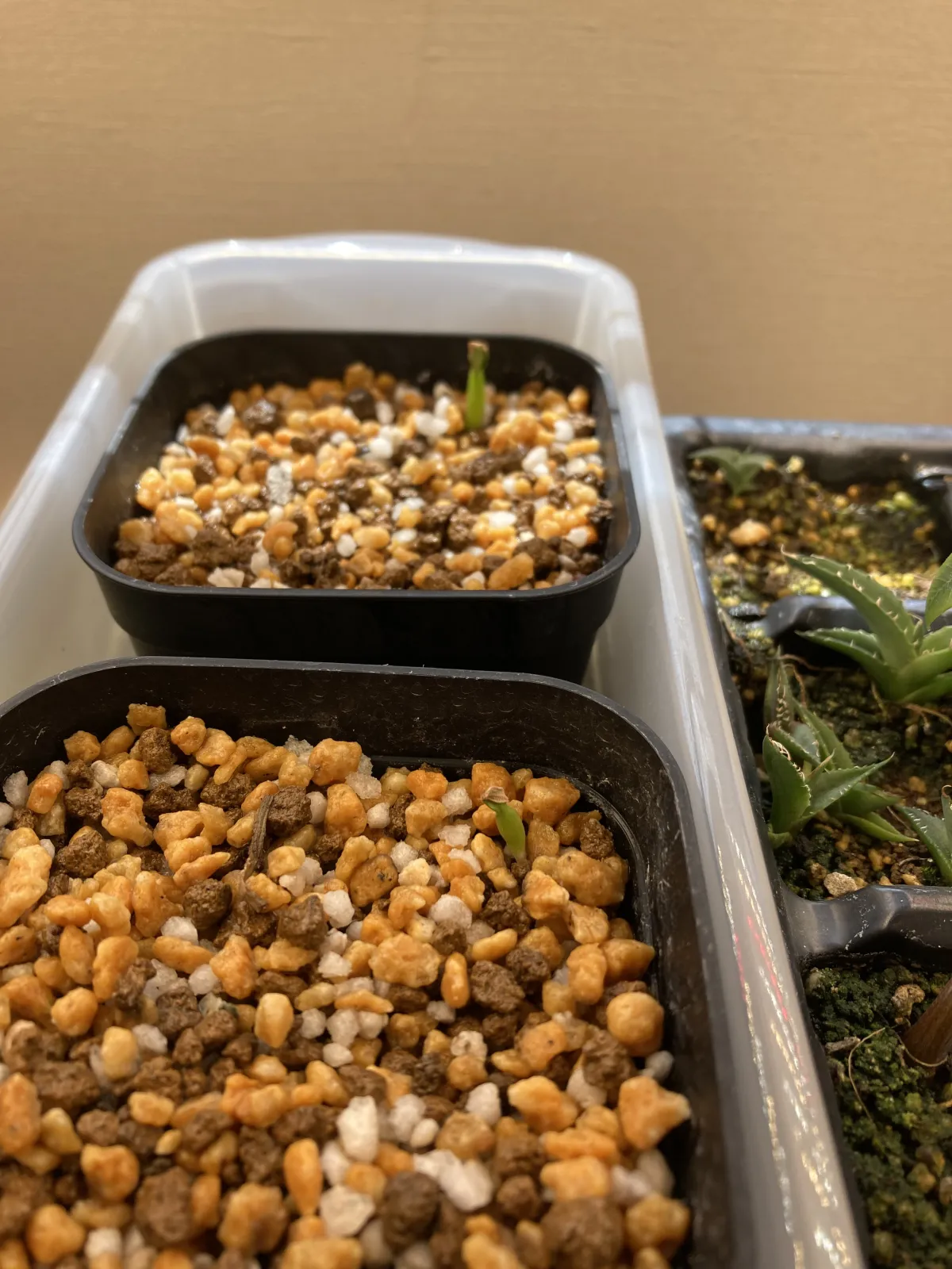 Pachypodium rosulatum var. gracilius (パキポディウム グラキリス)