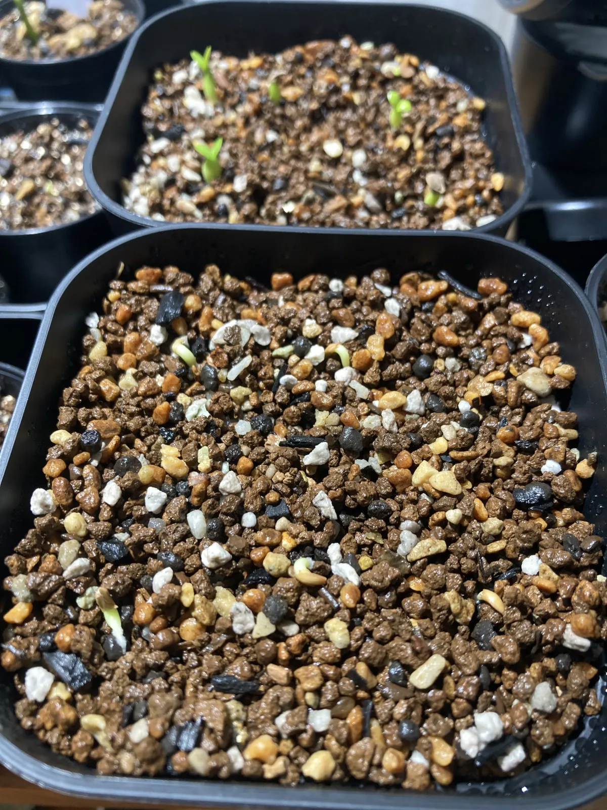 Pachypodium succulentum (パキポディウム サキュレンタム 天馬空)