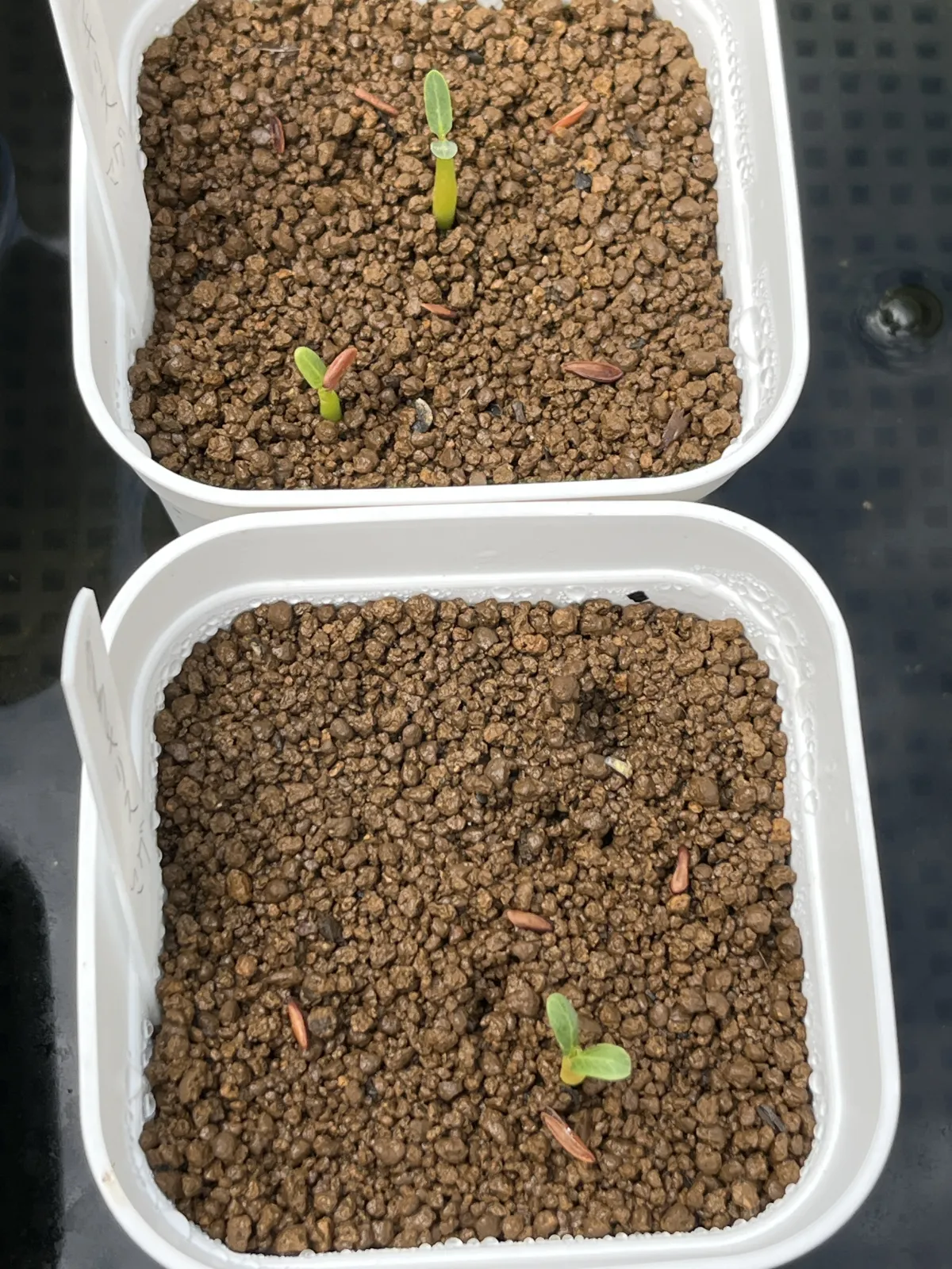 Pachypodium rosulatum var. gracilius (パキポディウム グラキリス)