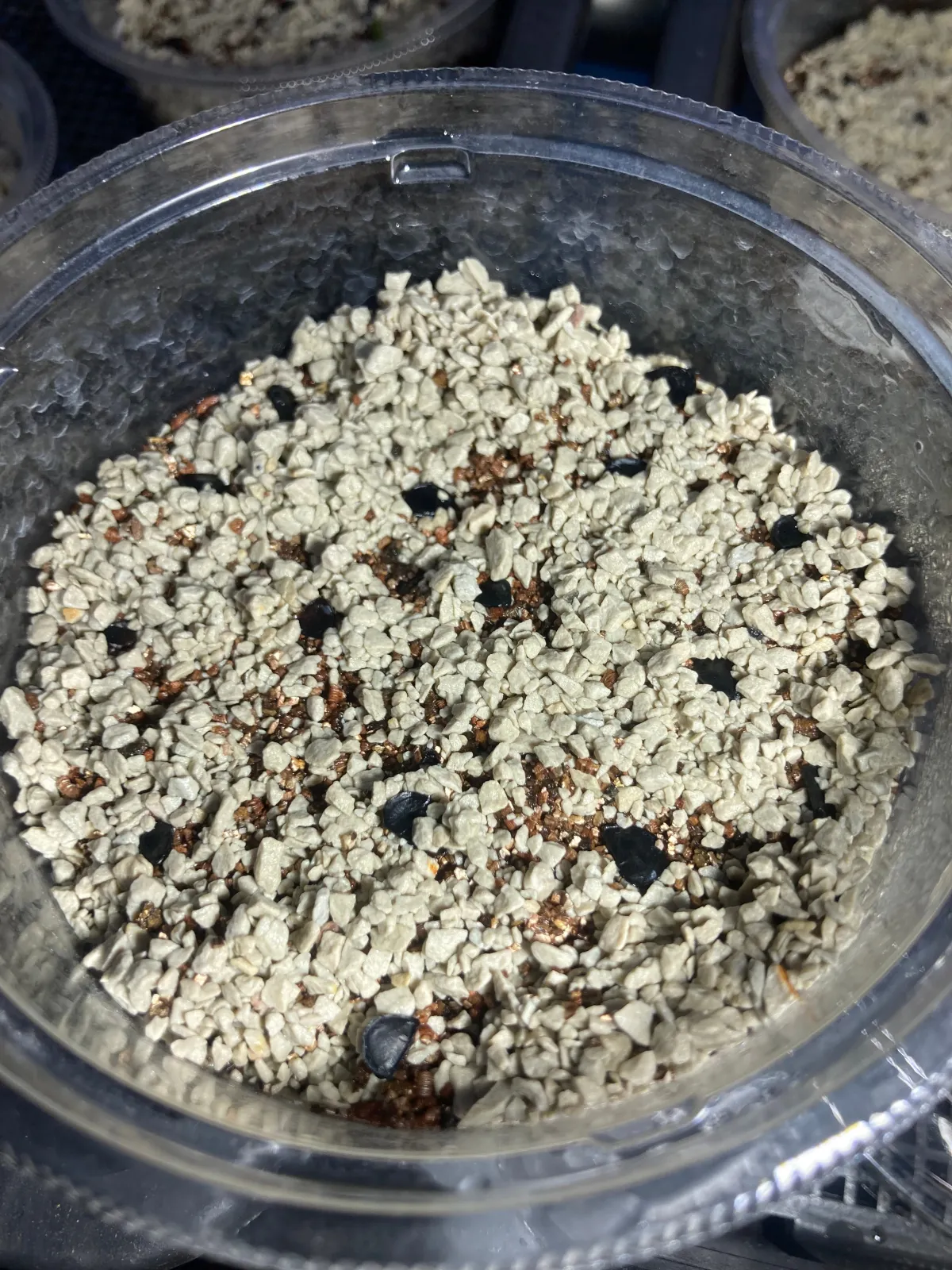 Agave nussaviorum (アガベ ナサビオラム)