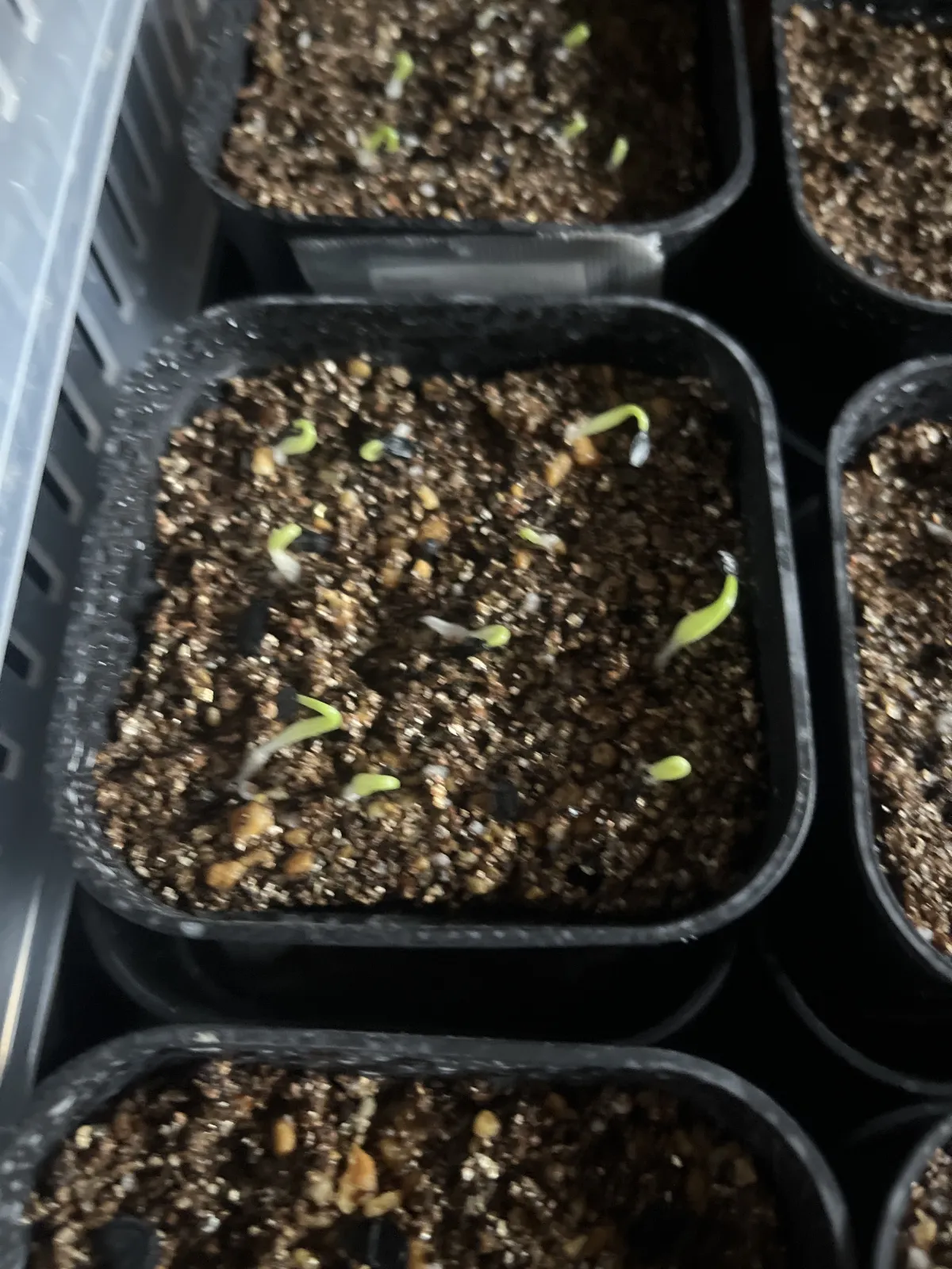 Agave oteroi (アガベ オテロイ)