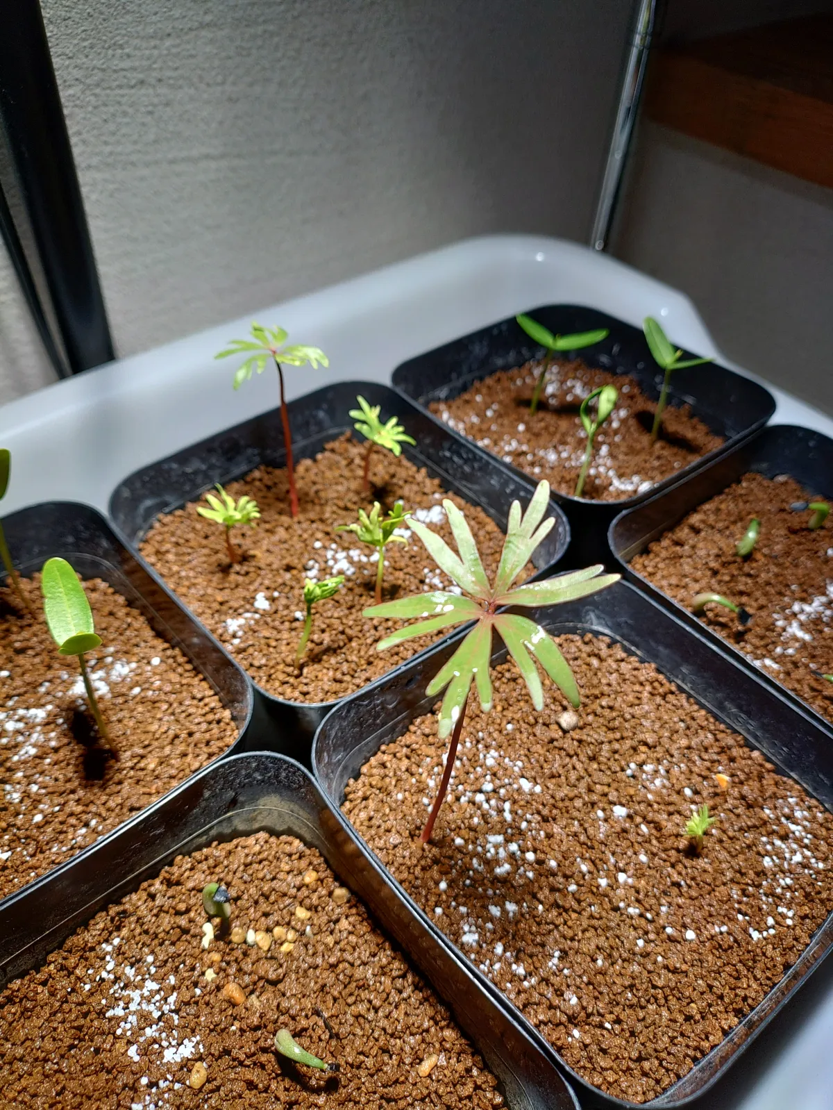 Bursera fagaroides (ブルセラ ファガロイデス)