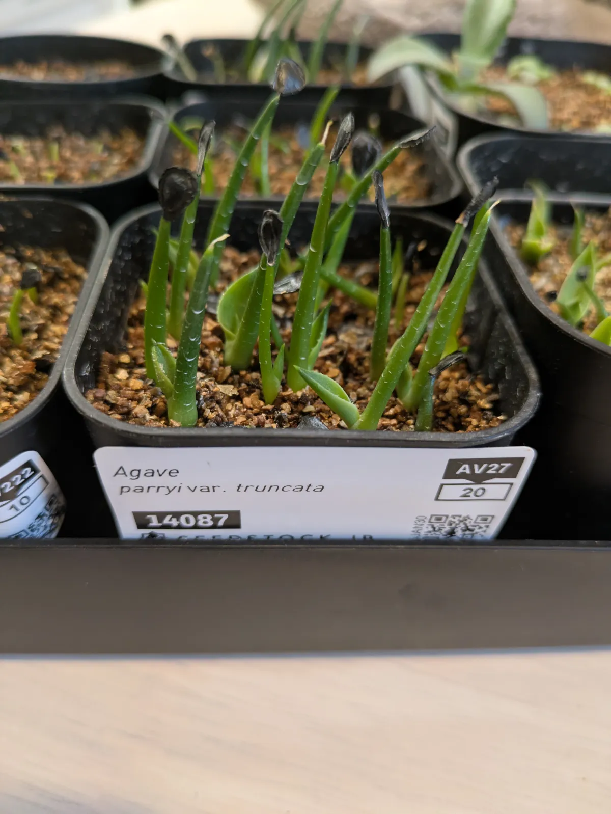 Agave parryi var. truncata (アガベ パリー トランカータ)