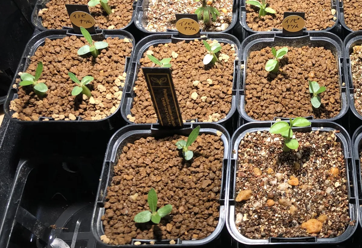 Pachypodium rosulatum var. inopinatum (パキポディウム イノピナツム)