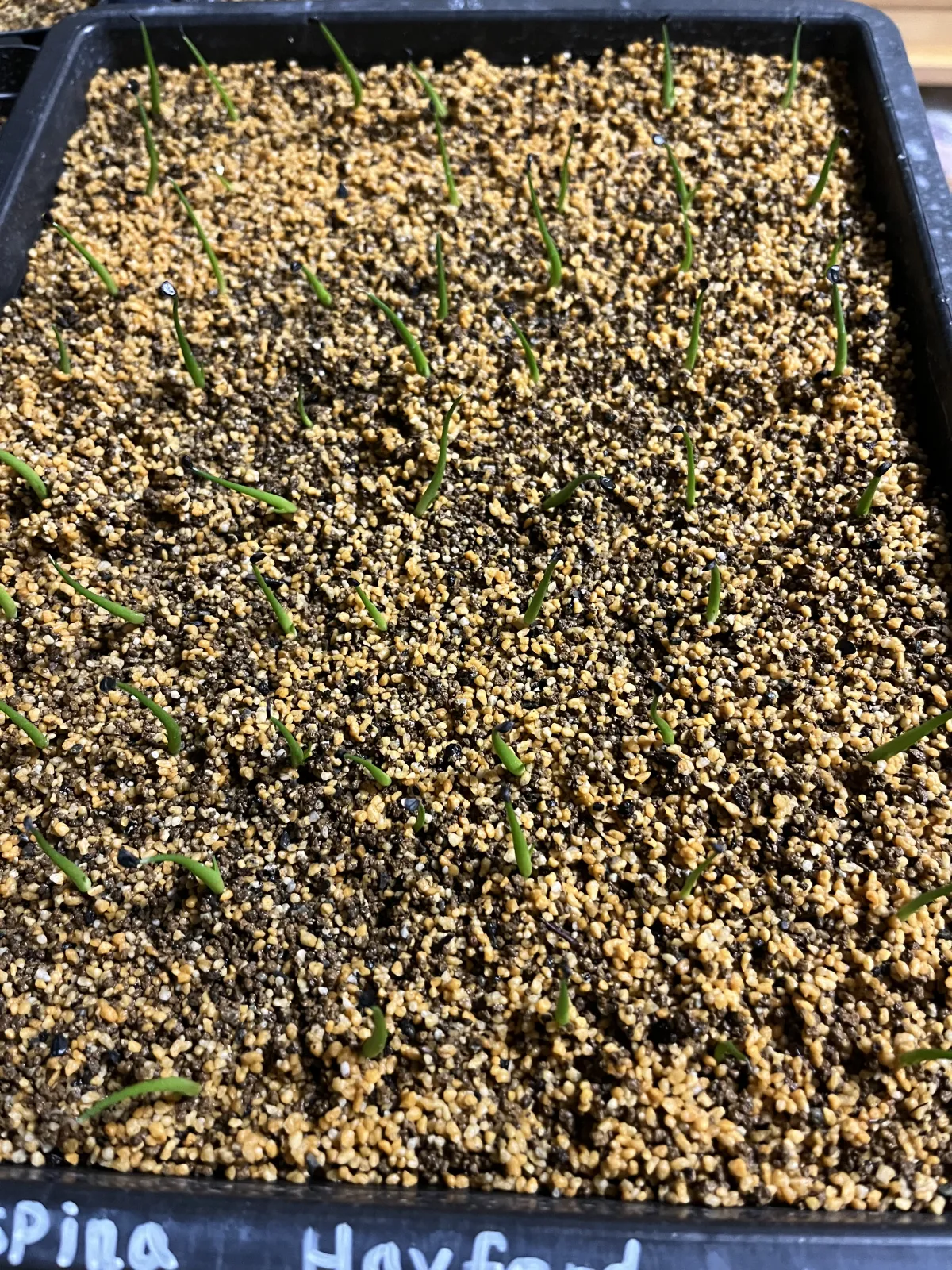 Agave utahensis var. eborispina 'Hayford' (アガベ エボリスピナ ヘイフォード)