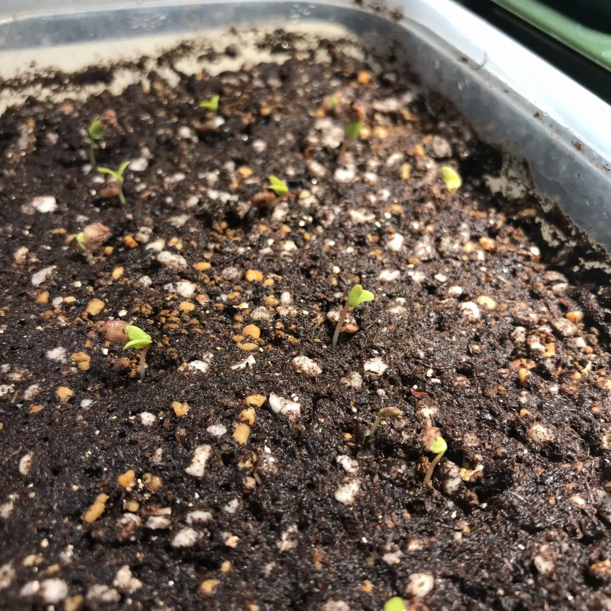 Pachycormus discolor (パキコルムス ディスカラー)