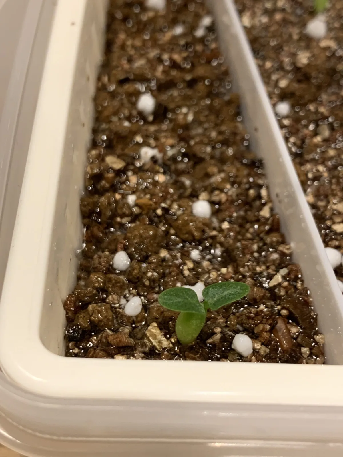 Pachypodium brevicaule subsp. leucoxanthum (パキポディウム レウコキサンツム)