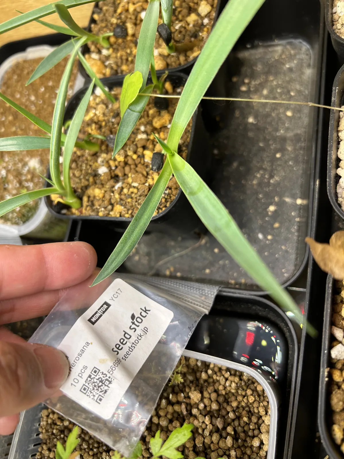 Yucca carnerosana (ユッカ カルネロサーナ)