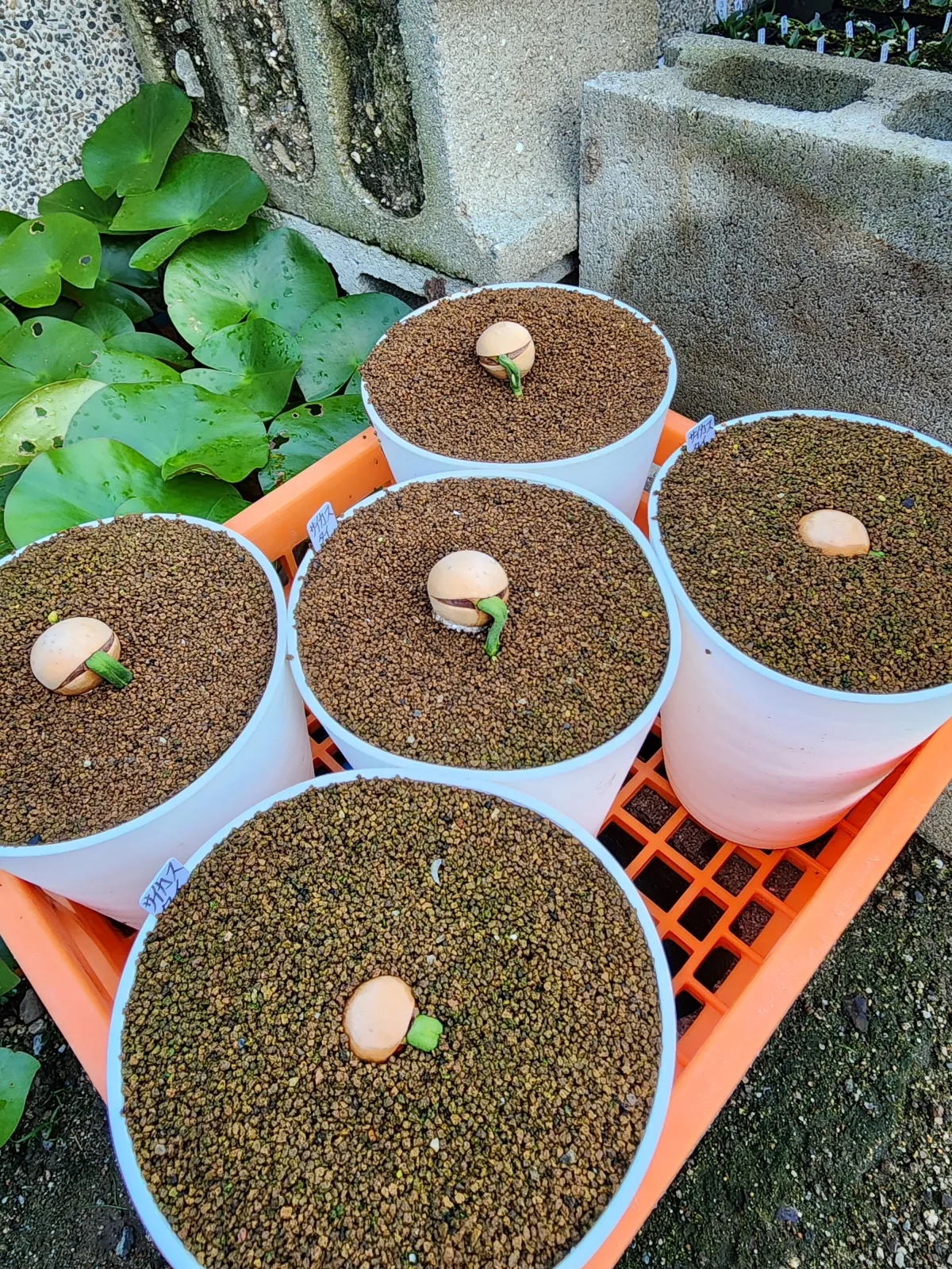 Cycas Cycas sp Thai Silver (サイカス タイシルバー)