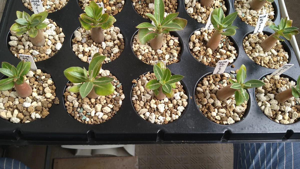 Adenium arabicum Black Stem (アデニウム アラビカム ブラックステム)