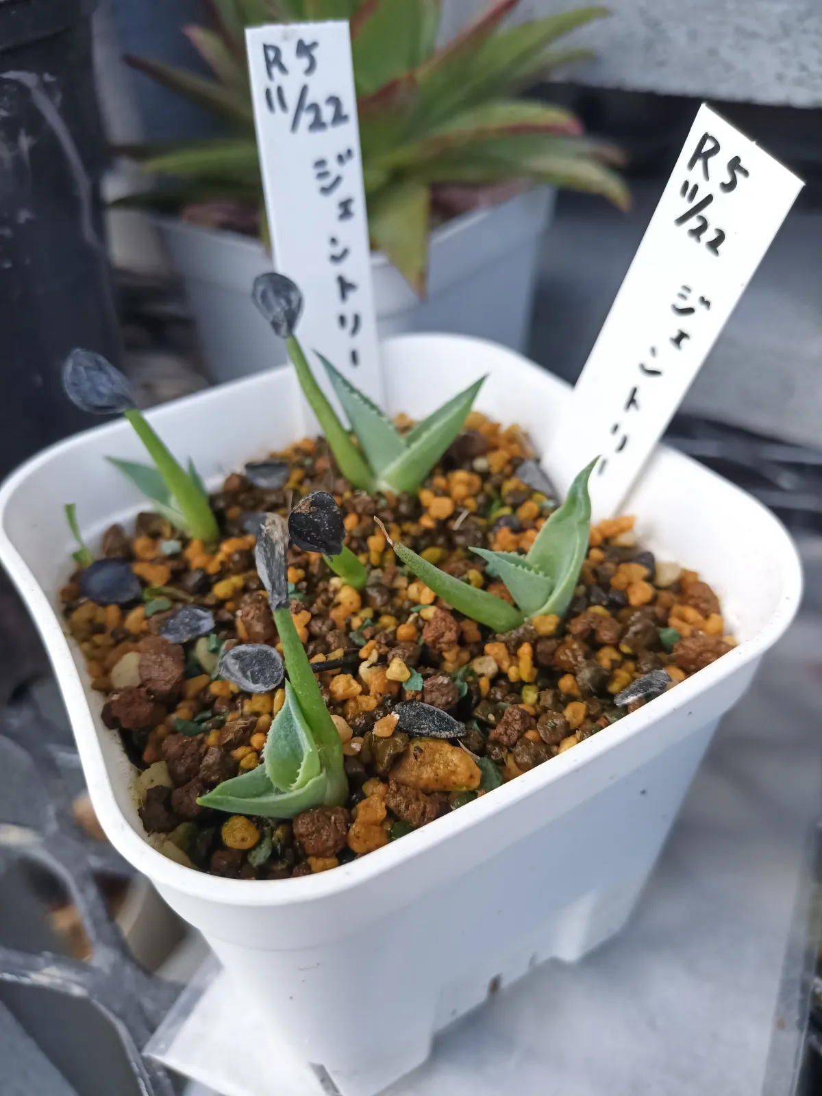 Agave gentryi (アガベ ジェントリー)