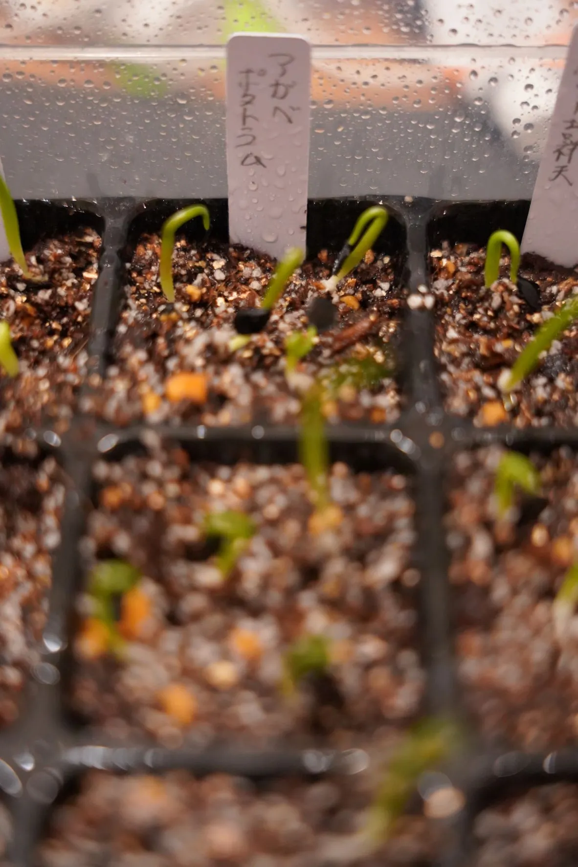 Agave potatorum (アガベ ポタトラム)