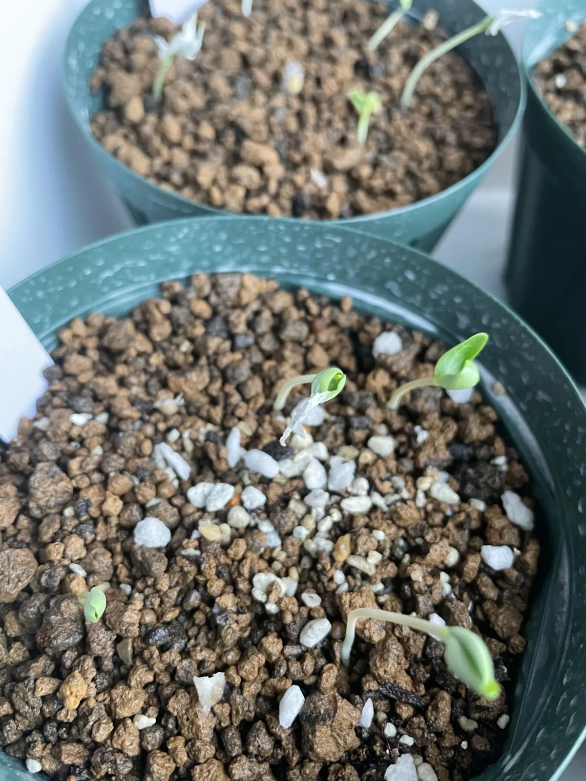 Fouquieria formosa (フォークイエリア フォルモサ)