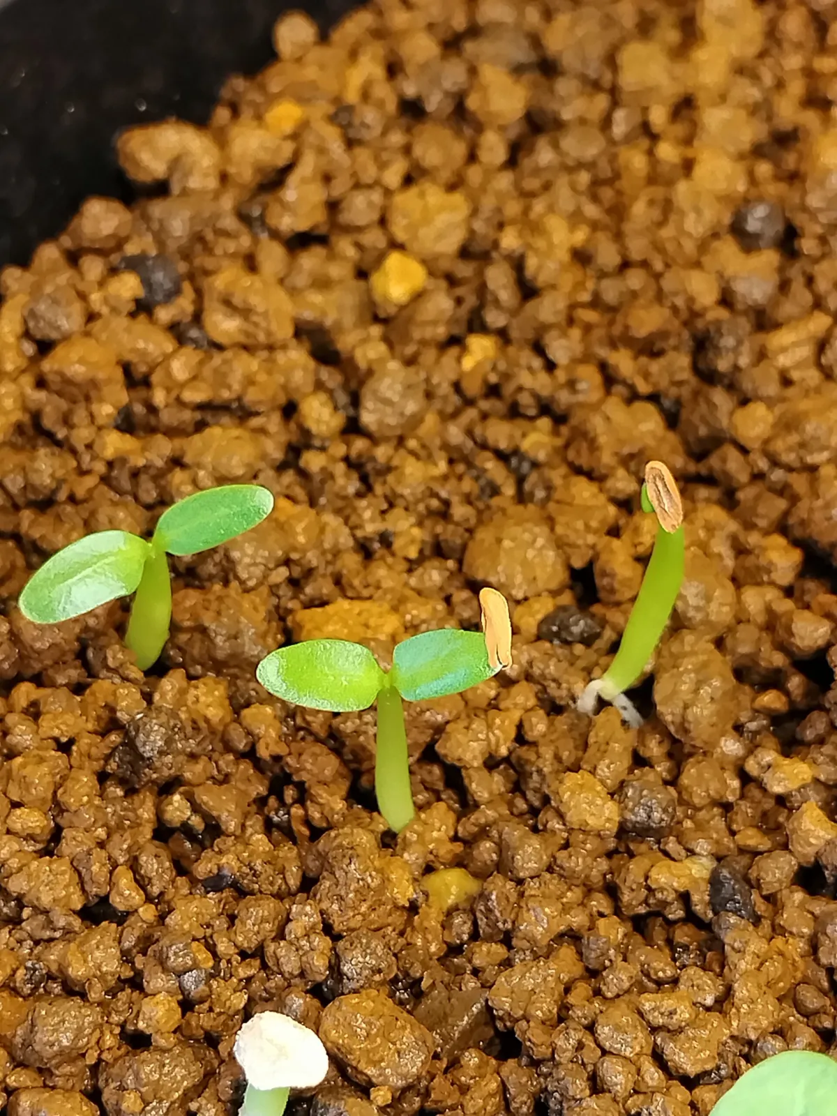 Pachypodium horombense (パキポディウム ホロンベンセ)