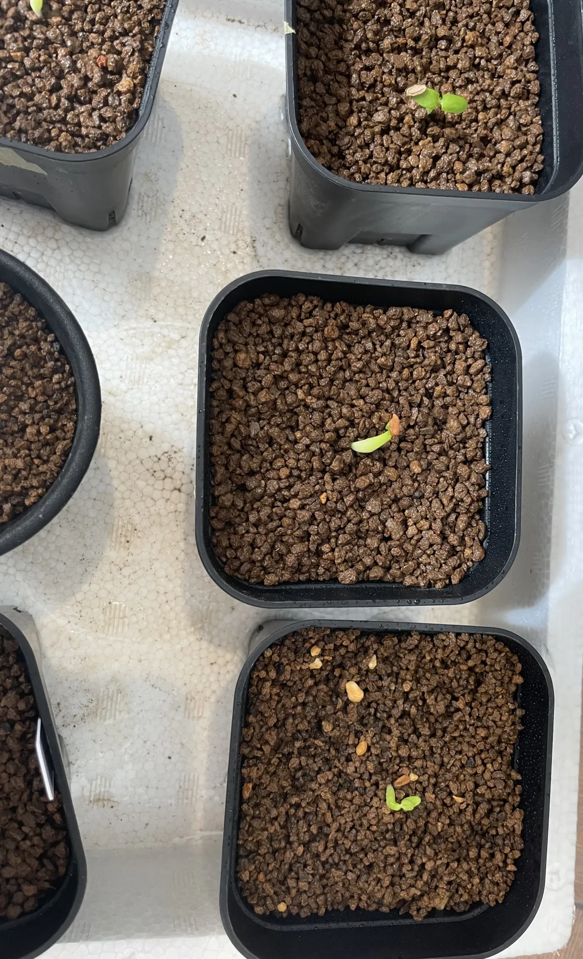 Pachypodium rosulatum var. gracilius (パキポディウム グラキリス)