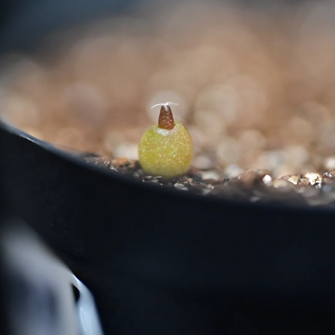 Ariocarpus retusus Seven Stars (アリオカルプス レツーサス 岩牡丹)