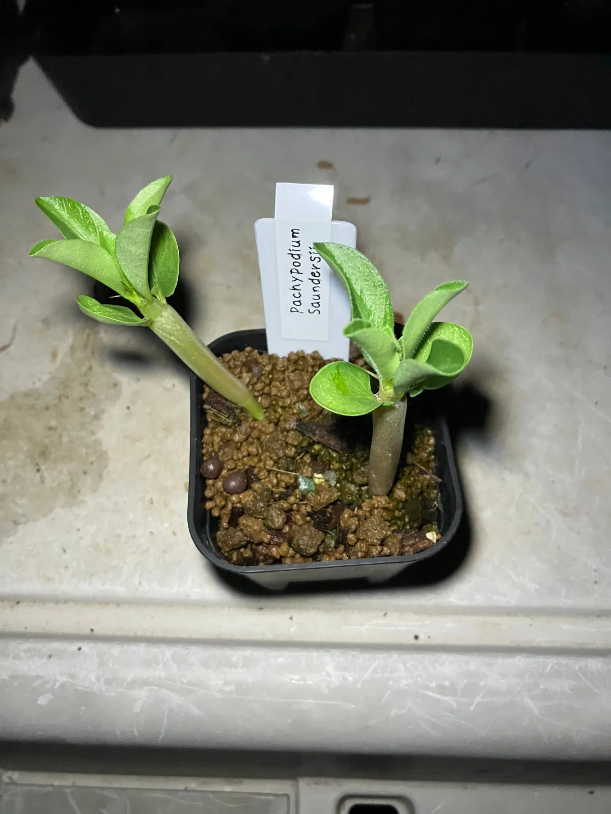 [発芽チャレンジ 終了しました] パキポディウム サンデルシー 白馬城 Pachypodium saundersii