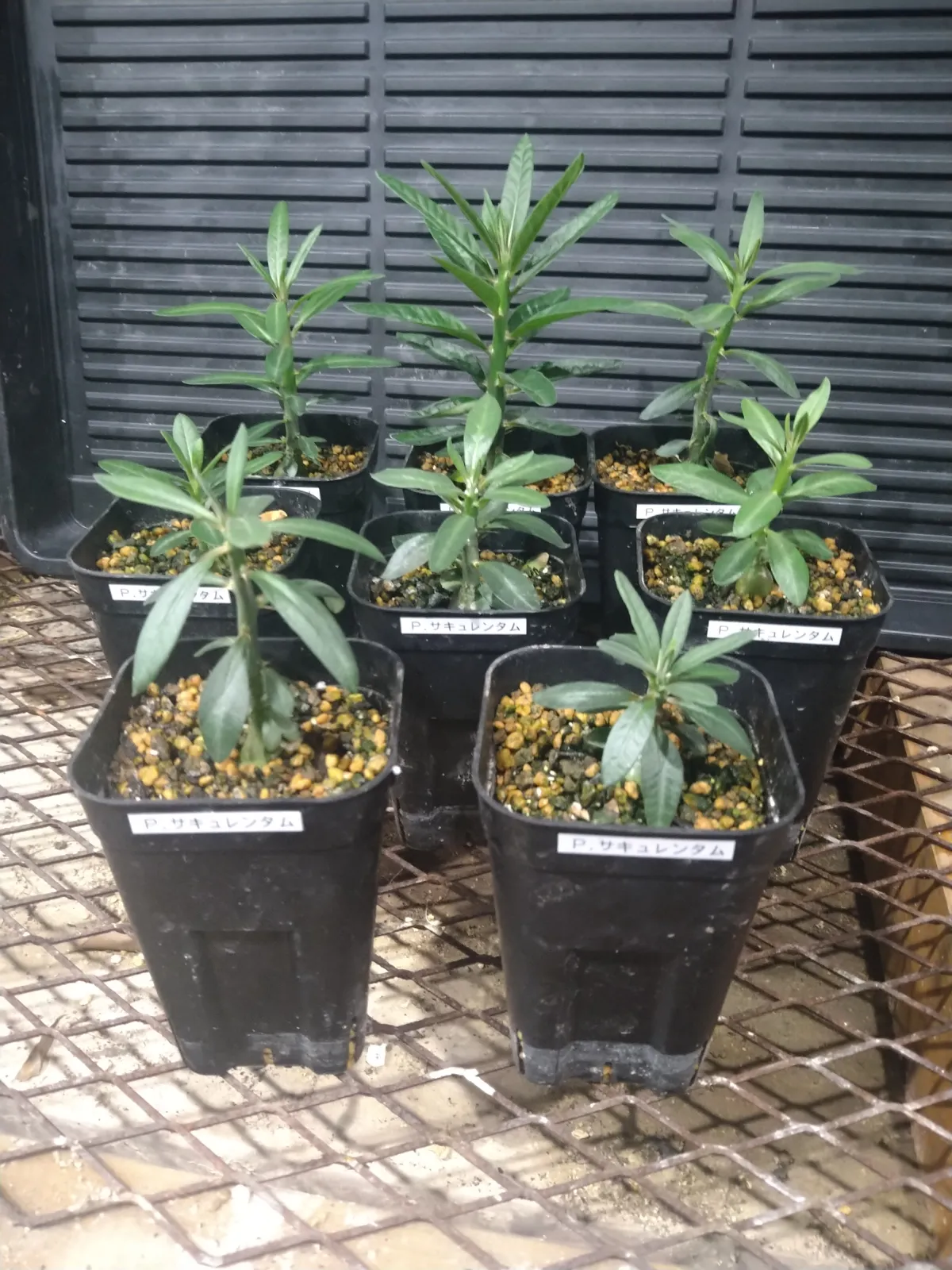 Pachypodium succulentum (パキポディウム サキュレンタム 天馬空)