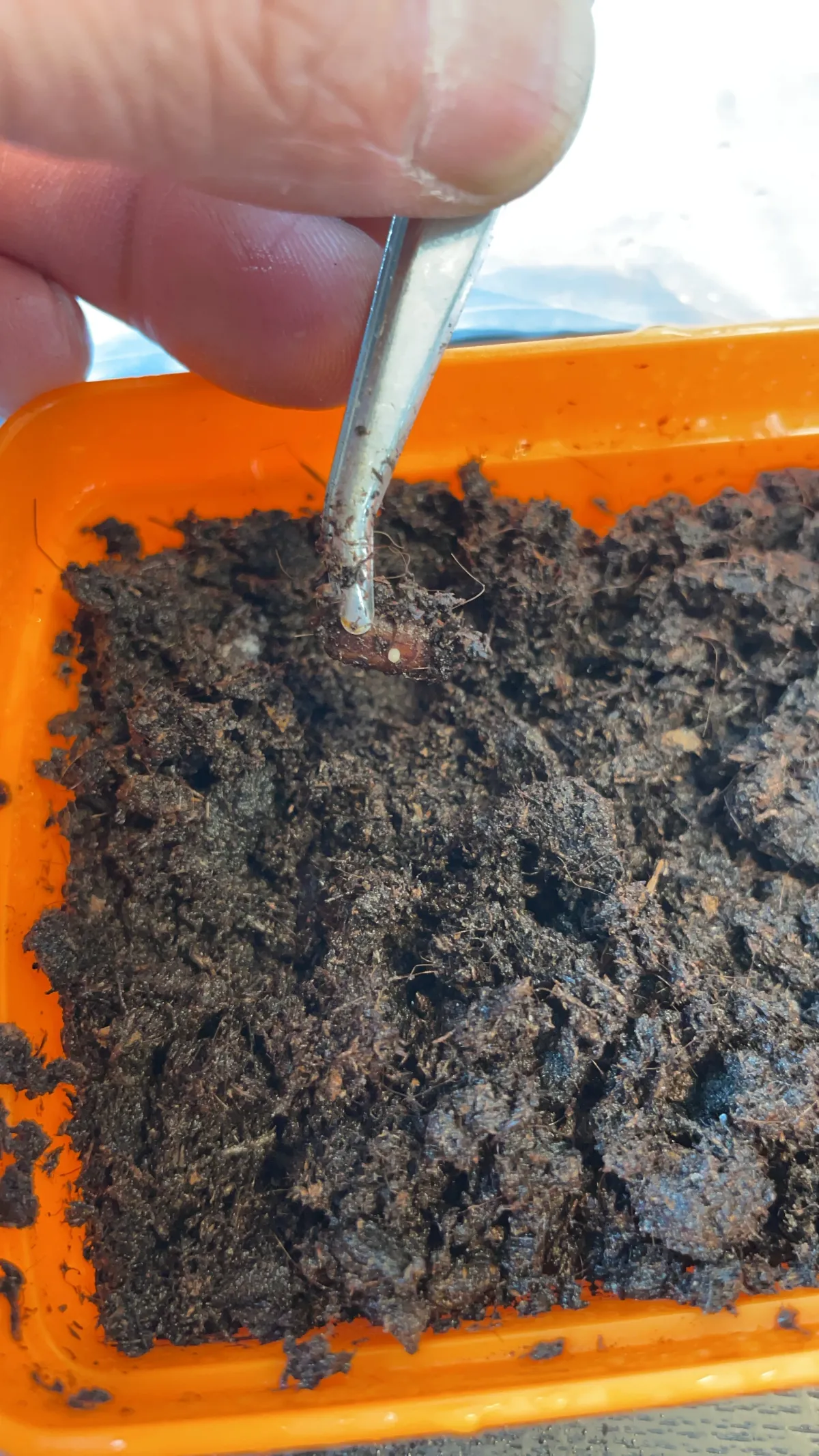 Phoenix roebelenii (フェニックス ロベレニー（シンノウヤシ）)