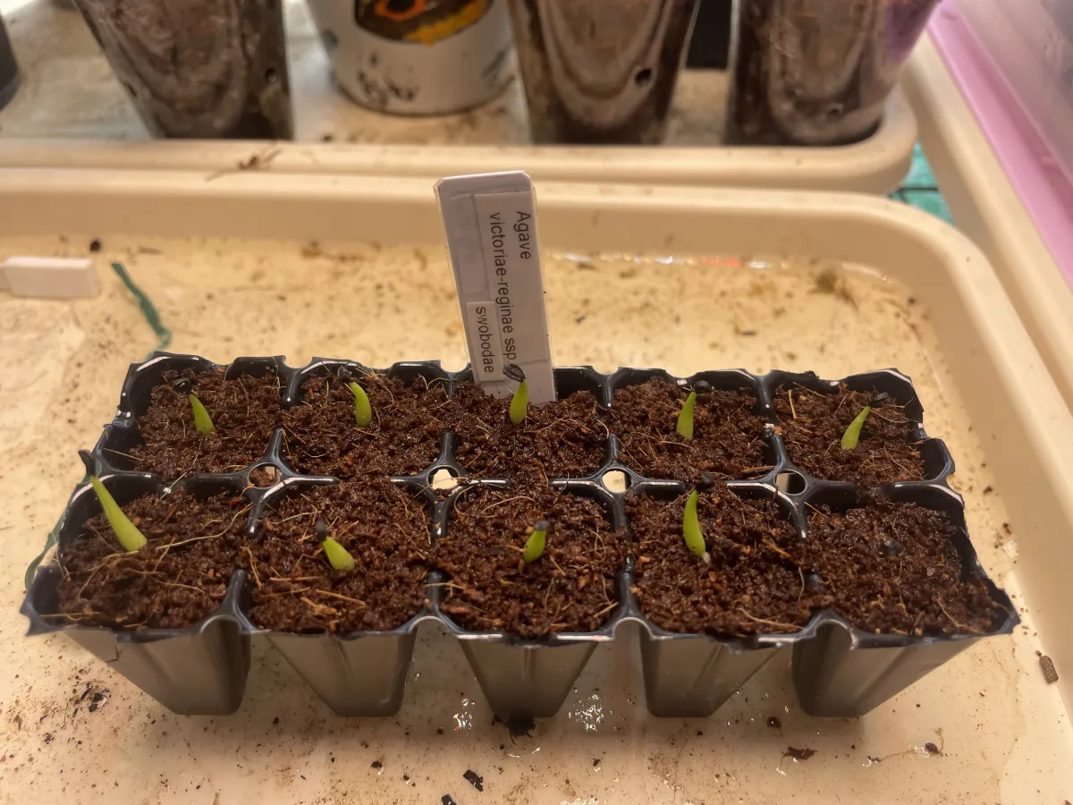 Agave victoriae-reginae ssp. swobodae swobodae (アガベ ビクトリアレジーナ スワボダエ)