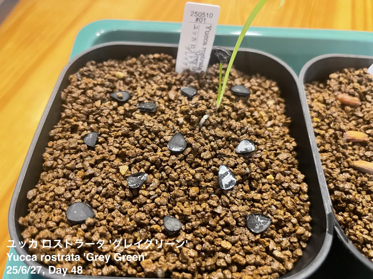 Yucca rostrata 'Gray Green' (ユッカ ロストラータ 'グレイグリーン)