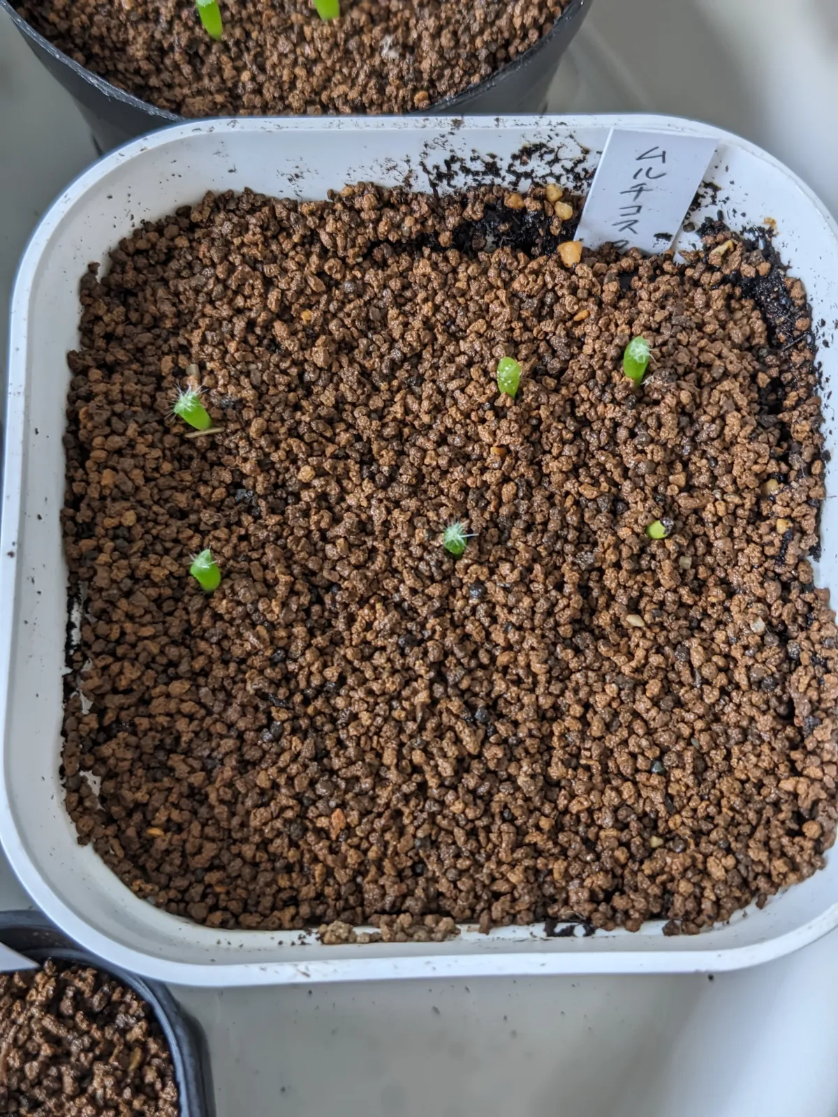 Uebelmannia pectinifera var. multicostata (ユーベルマニア ムルチコスタータ)