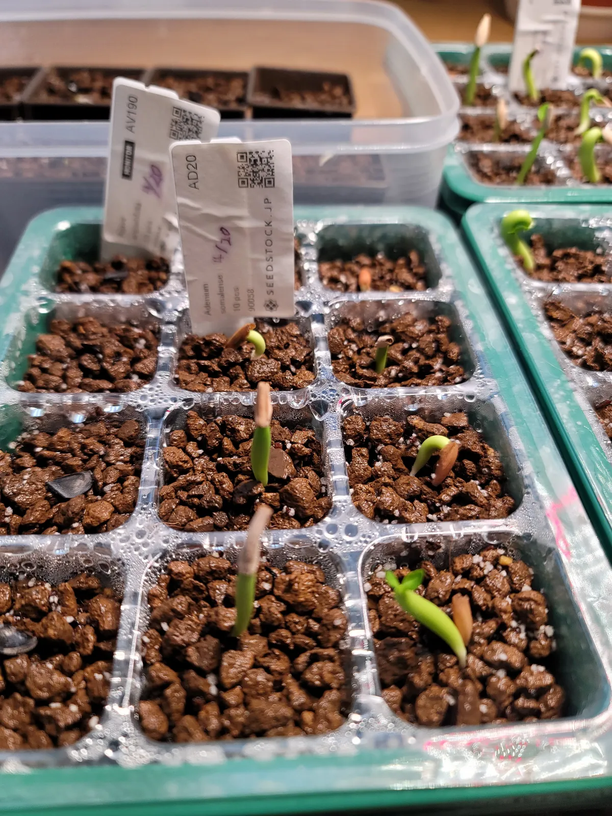 Adenium somalense (アデニウム ソマレンセ)