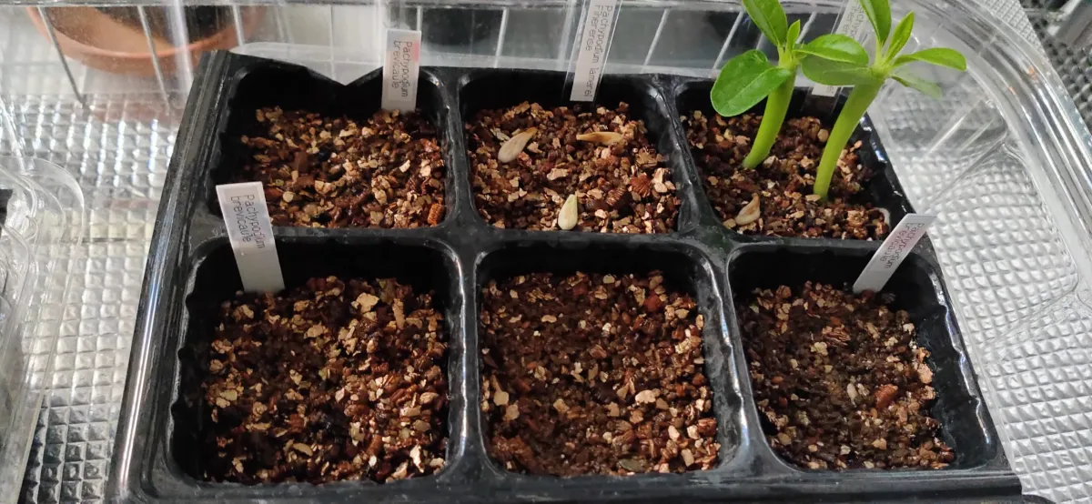 [モニター種子] パキポディウム ブレビカウレ Pachypodium brevicaule ssp. brevicaule