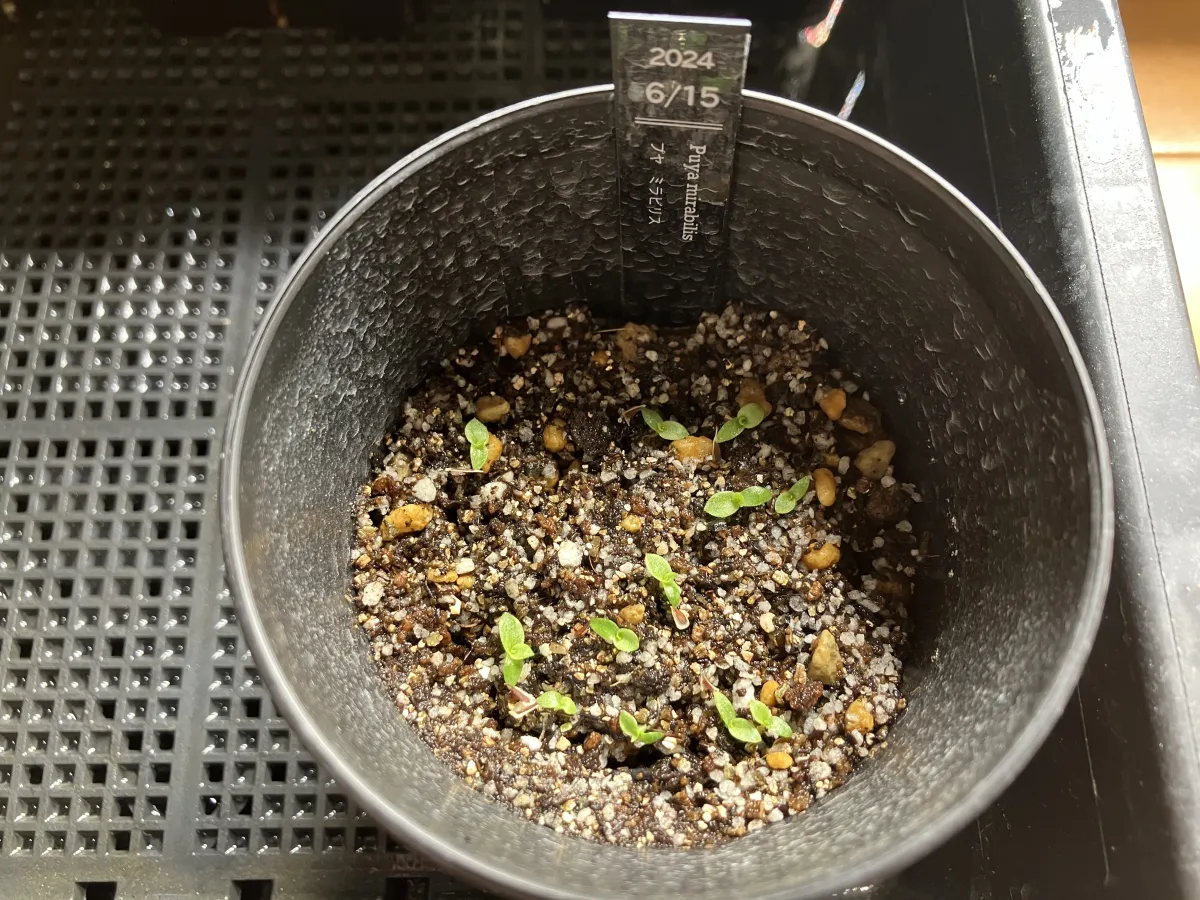 Puya mirabilis (プヤ ミラビリス)