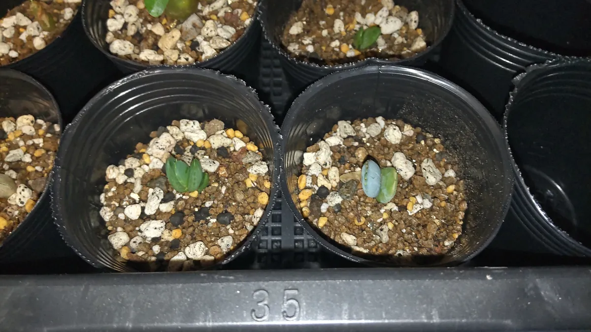 Aloe claviflora (アロエ クラビフローラ)