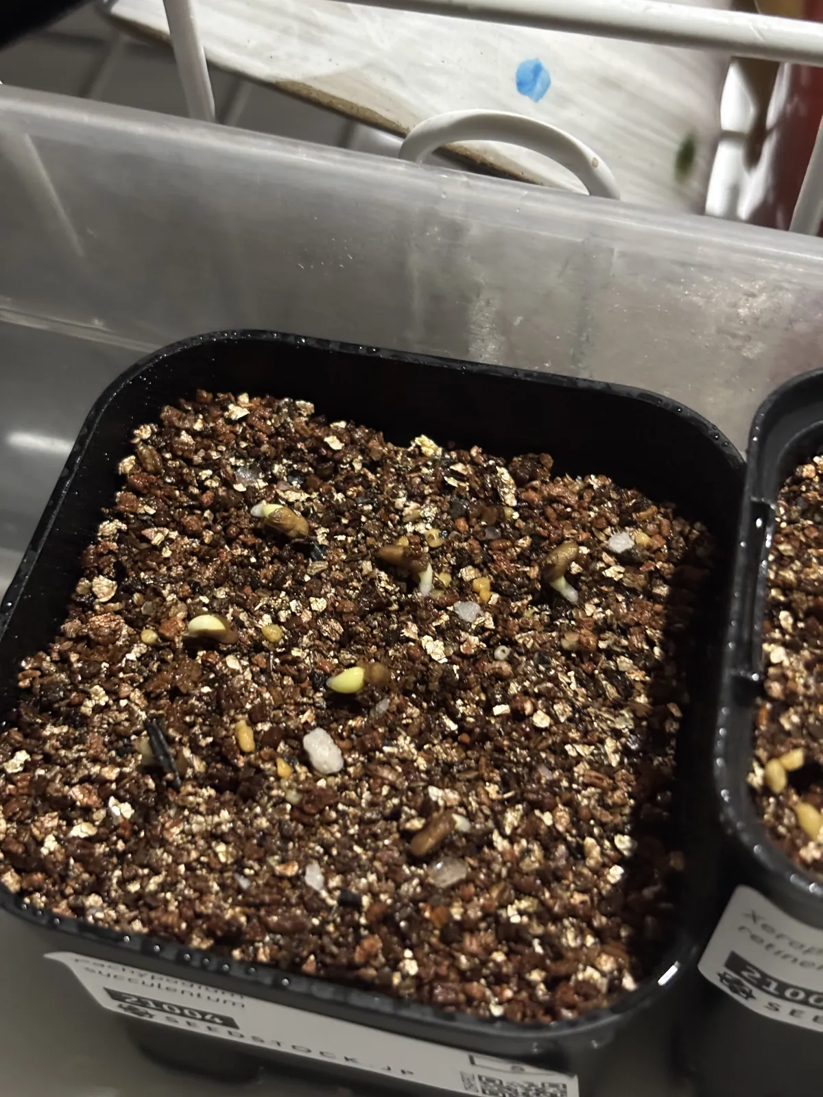 Pachypodium succulentum (パキポディウム サキュレンタム 天馬空)