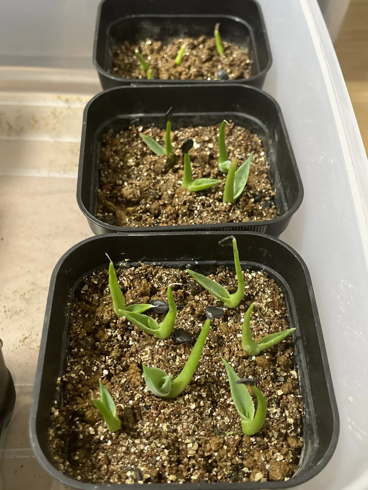 Agave gigantensis (アガベ ギガンテンシス)