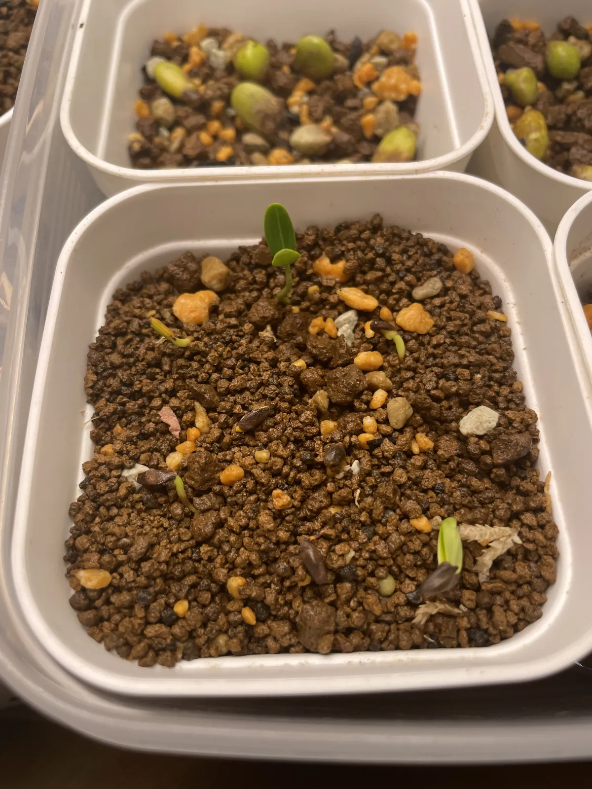 Senna meridionalis (センナ メリディオナリス)