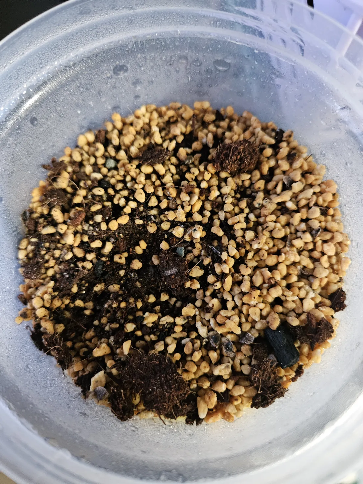 Aloe transvaalensis var. stenacantha (アロエ トランスバーレンシス)