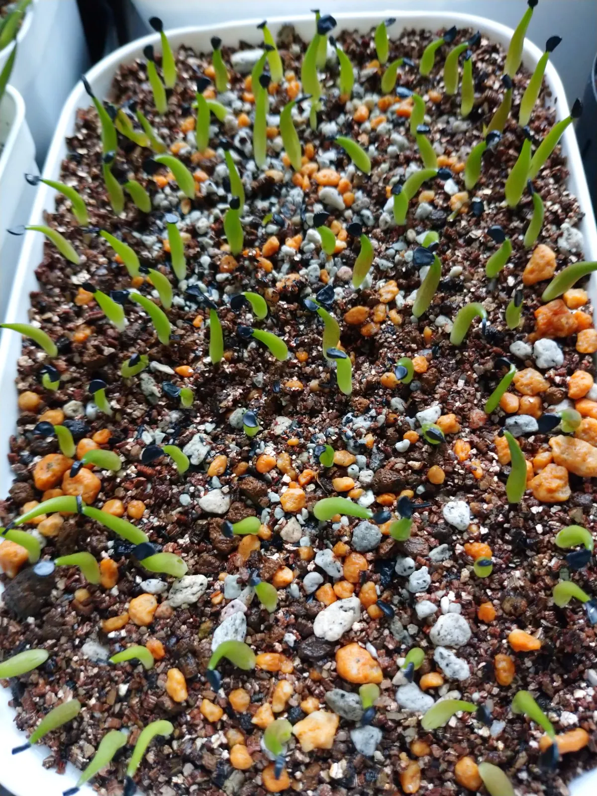 Agave oteroi (アガベ オテロイ)