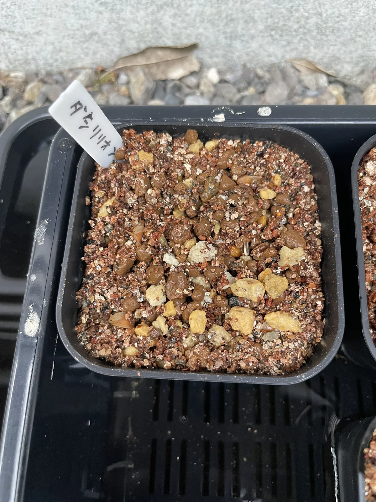 Dasylirion quadrangulatum (ダシリリオン クアドラングラツム)