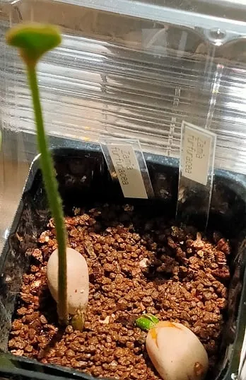 Zamia furfuracea (ザミア フルフラケア（メキシコザミア）)