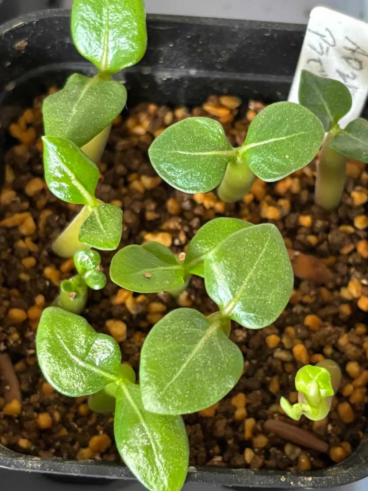 Adenium arabicum (アデニウム アラビカム)