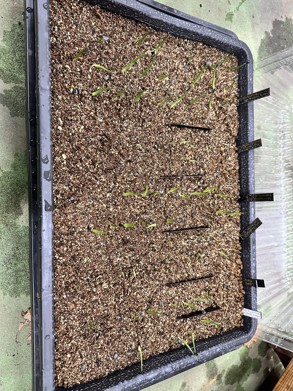 Agave margaritae (アガベ マルガリータ)